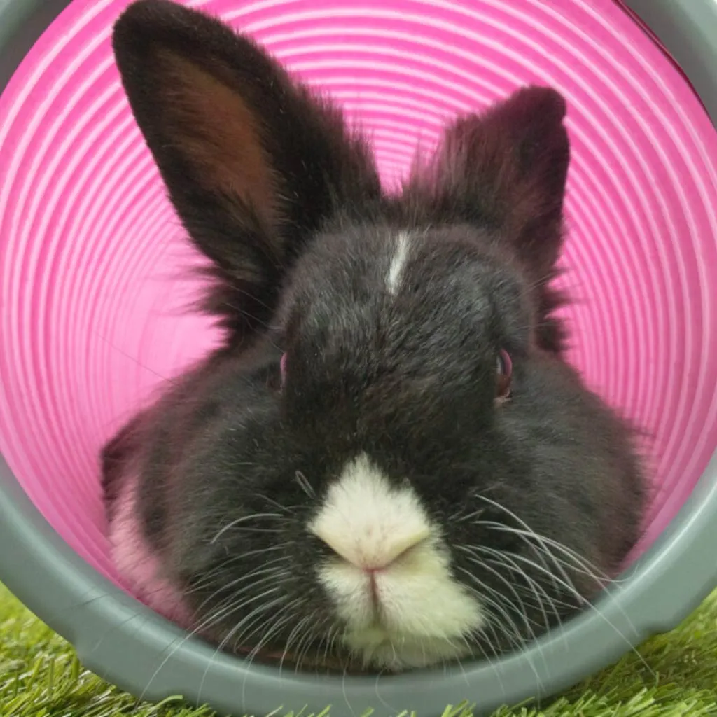 Connector Rings | Rabbit Play Tunnels