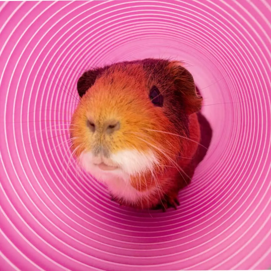 Guinea Pig Play Tunnels | Zippi