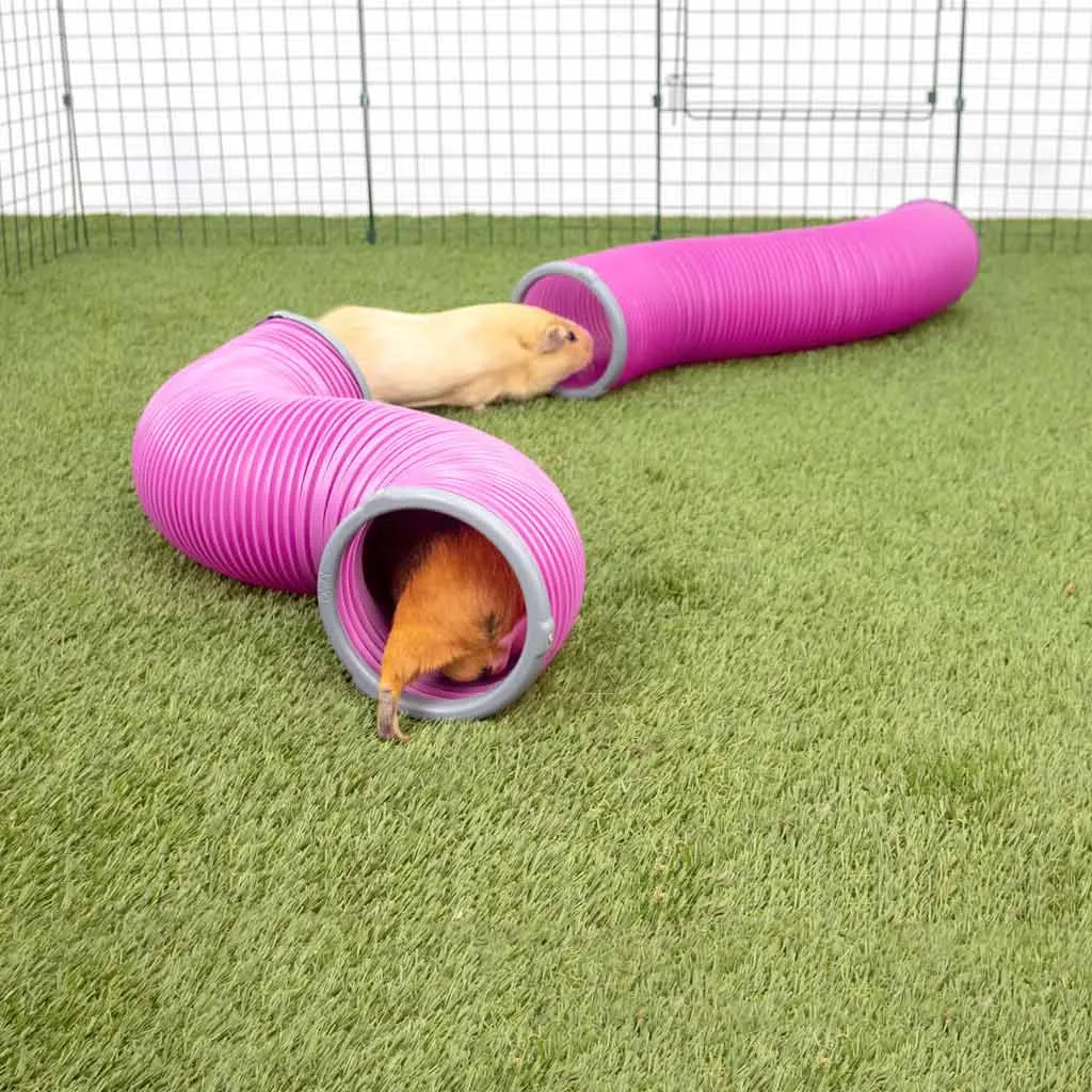 Guinea Pig Play Tunnels | Zippi