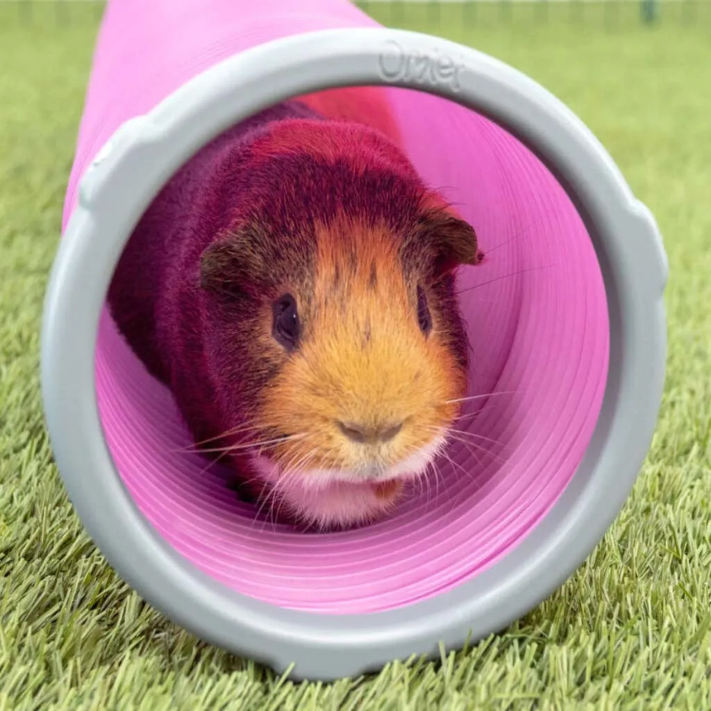 Guinea Pig Play Tunnels | Zippi