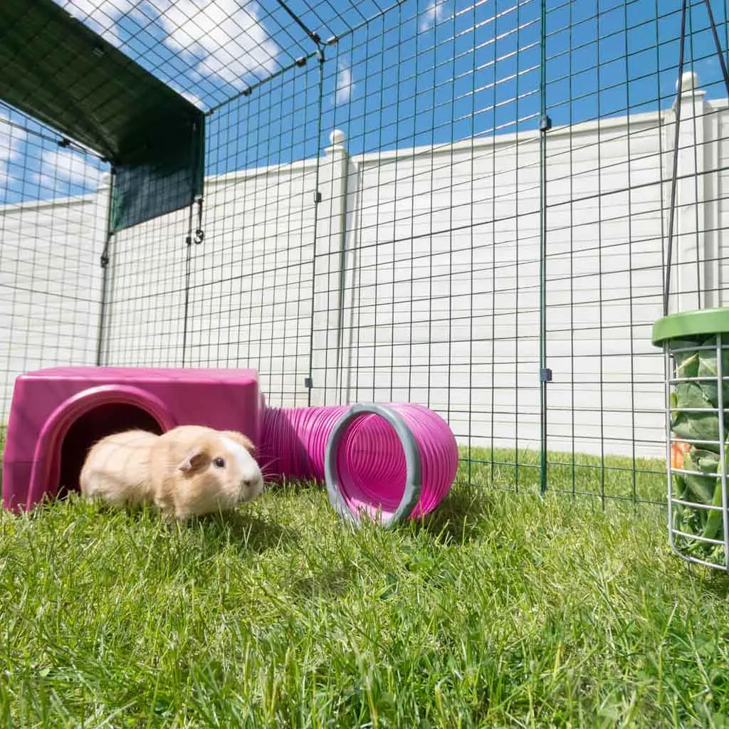 Guinea Pig Shelter | Zippi