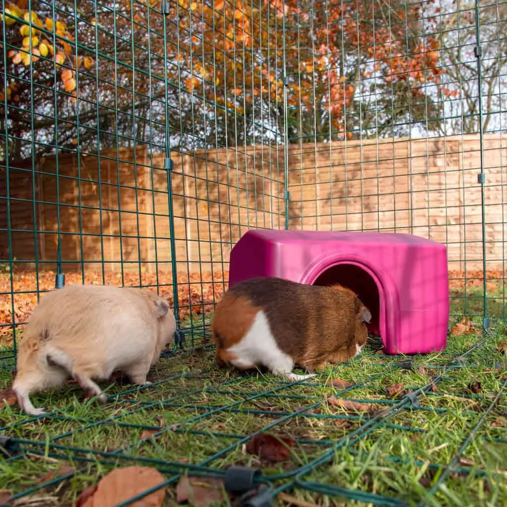 Guinea Pig Shelter | Zippi