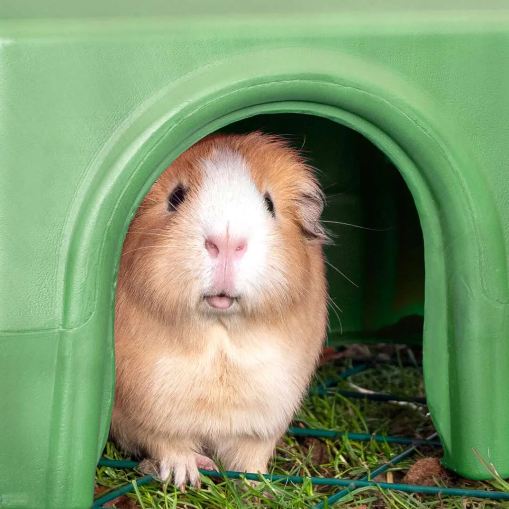 Guinea Pig Shelter | Zippi