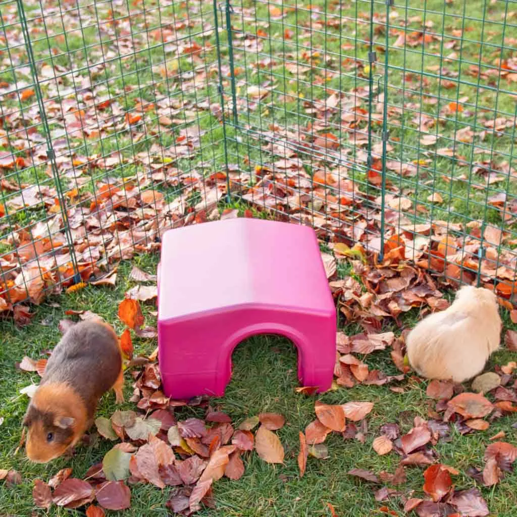 Guinea Pig Shelter | Zippi