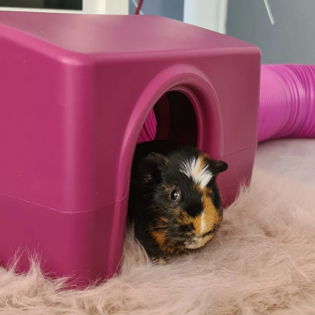 Guinea Pig Shelter | Zippi