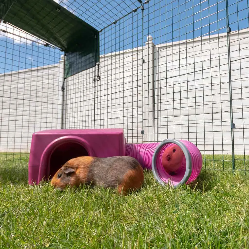 Guinea Pig Shelter | Zippi