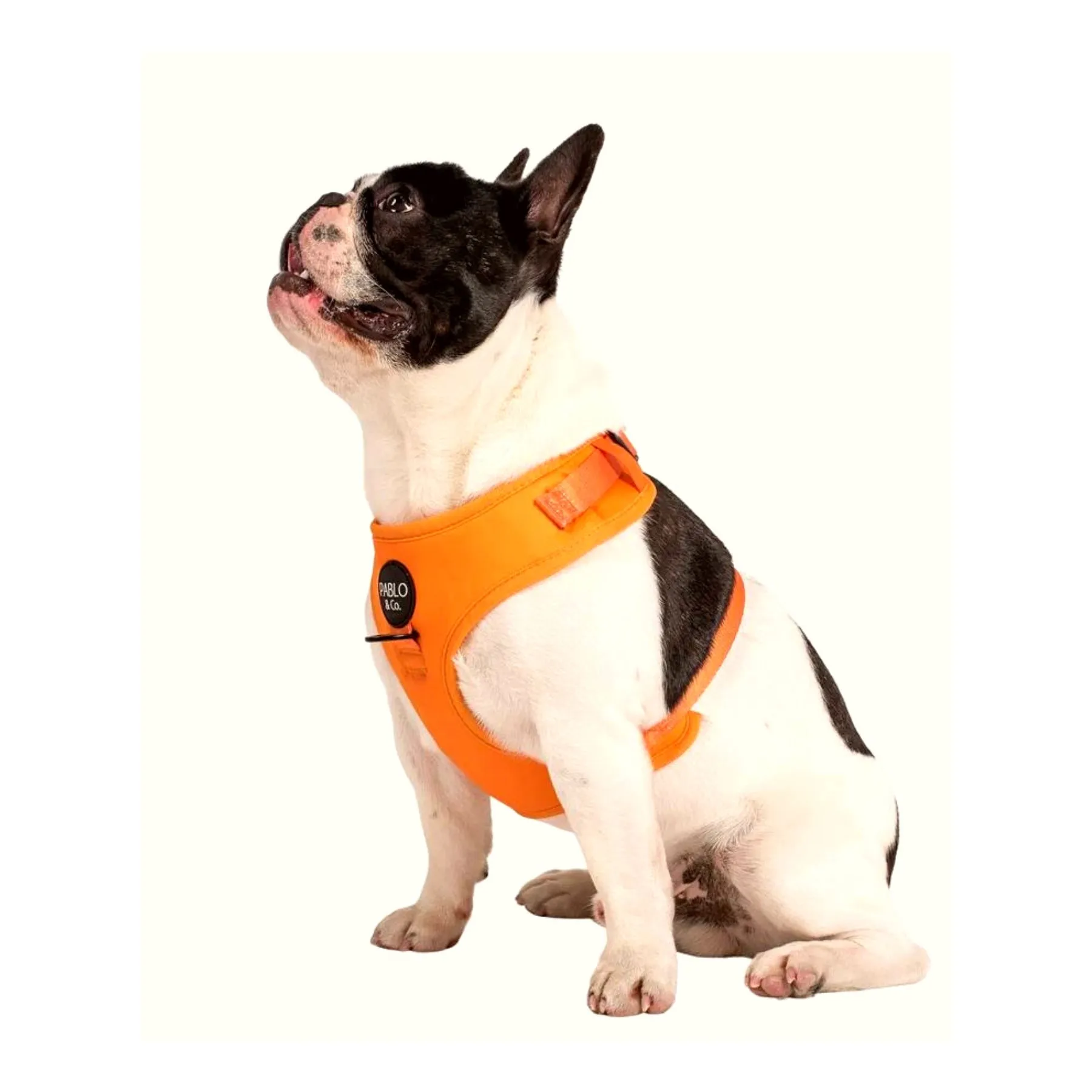 Orange Crush Adjustable Dog Harness