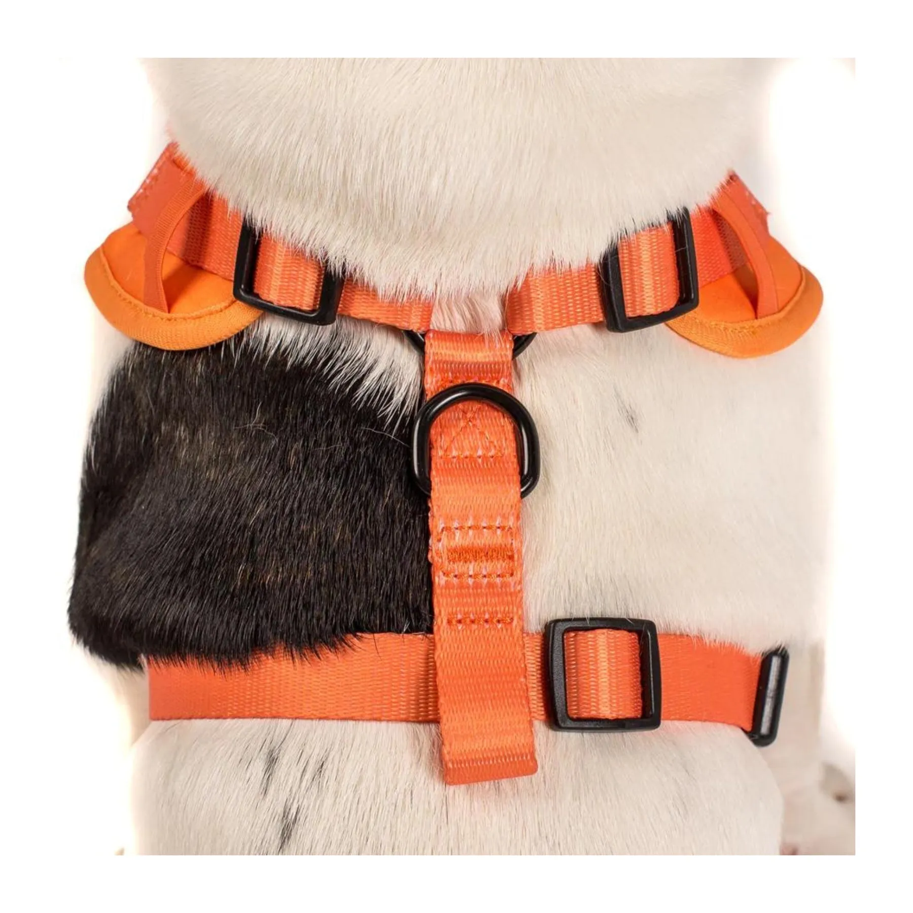 Orange Crush Adjustable Dog Harness