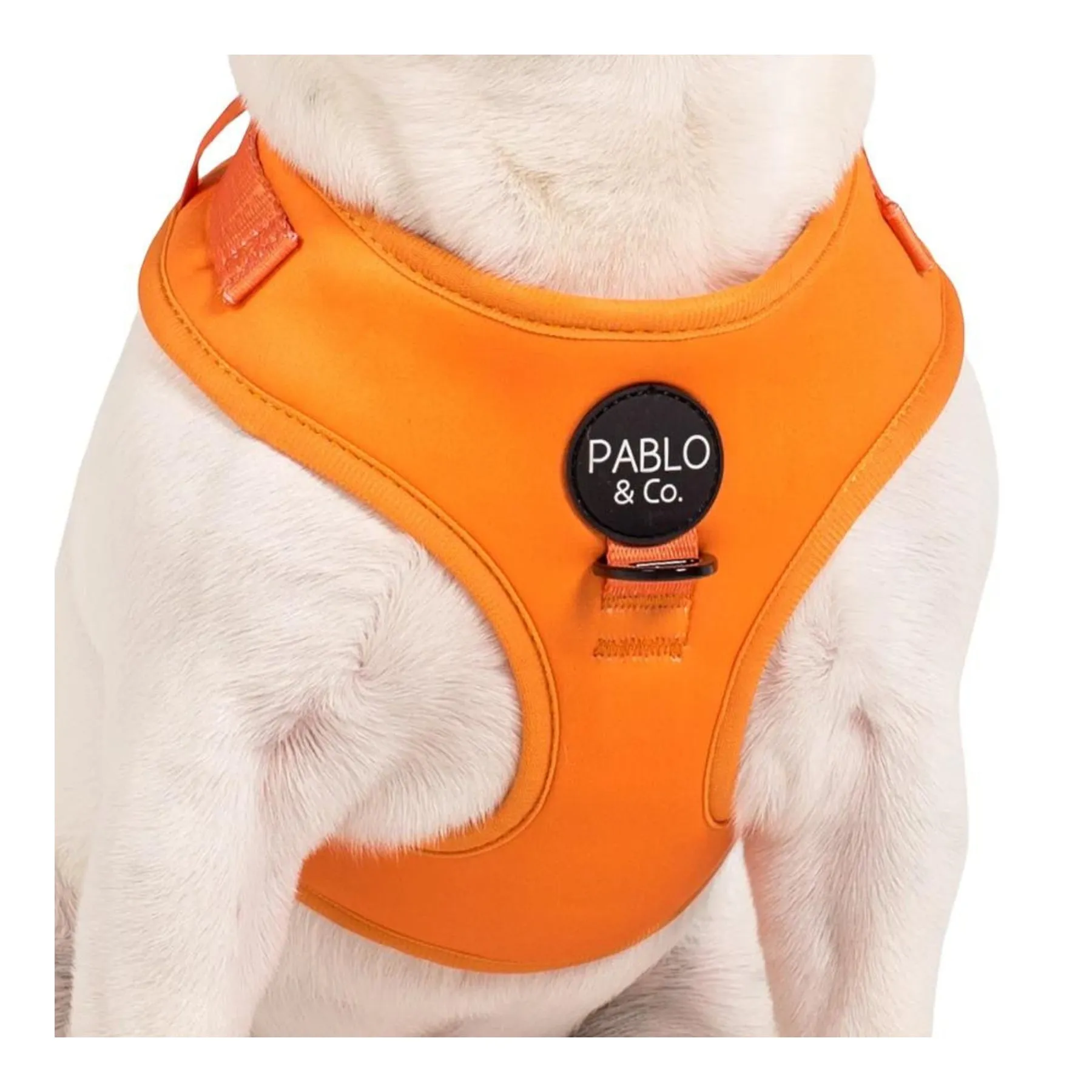 Orange Crush Adjustable Dog Harness