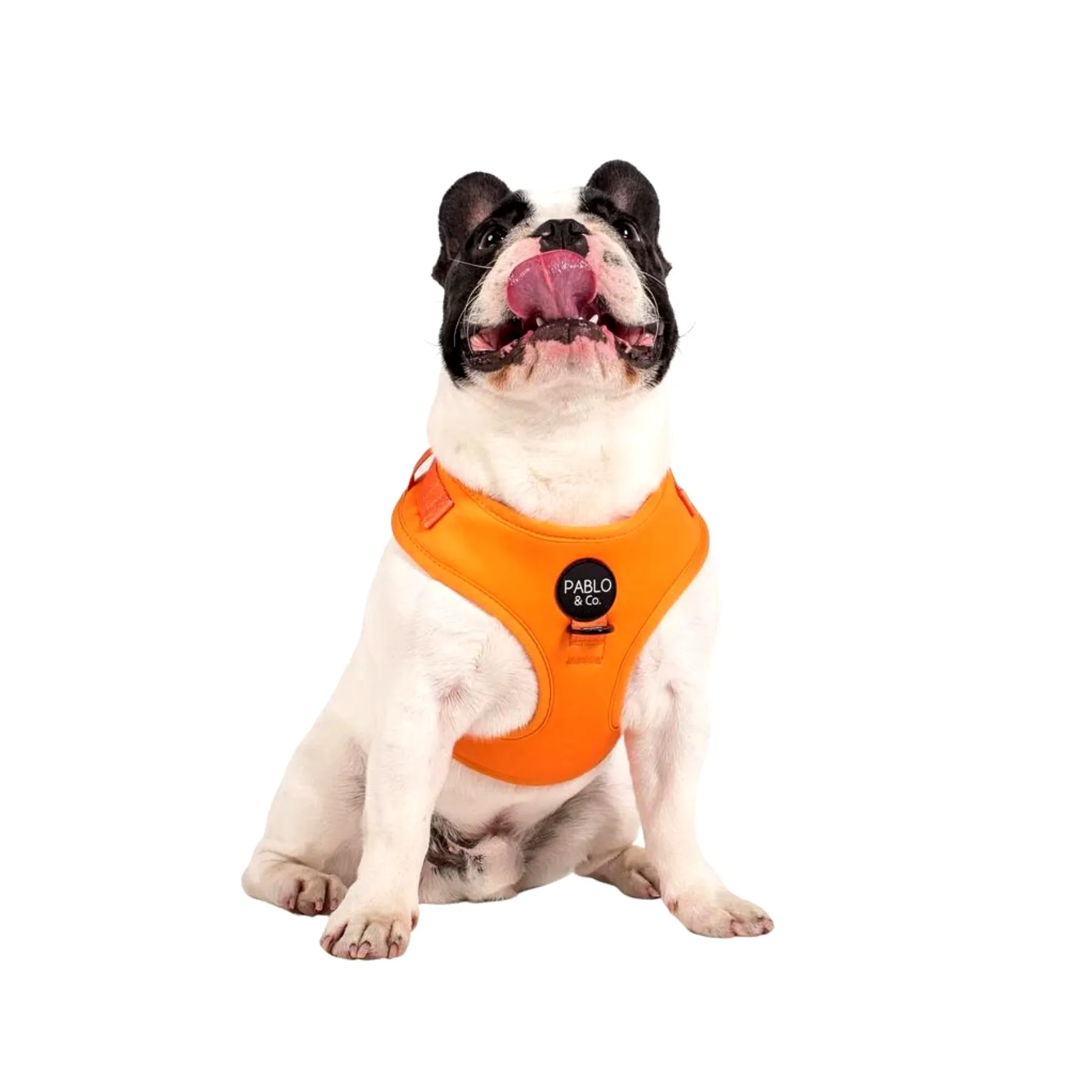 Orange Crush Adjustable Dog Harness