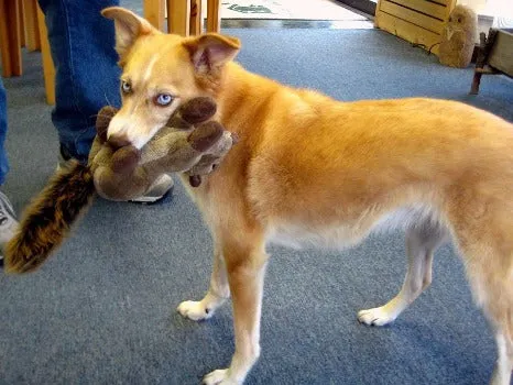 Peanut Chipmunk Toy