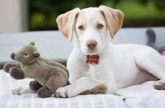 Peanut Chipmunk Toy