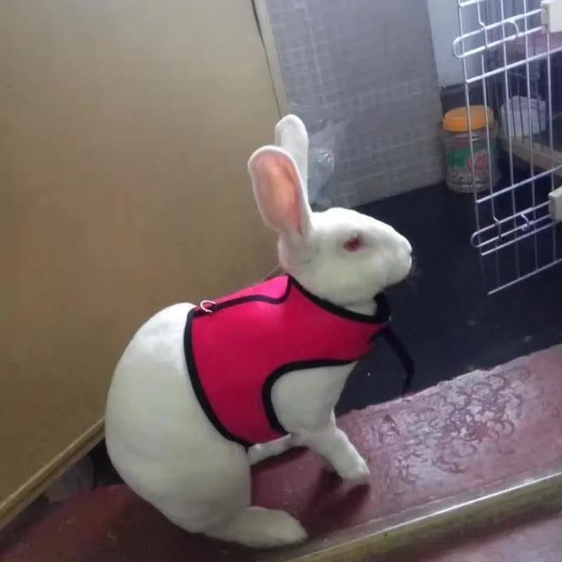 Rabbit Vest Harness With Leash
